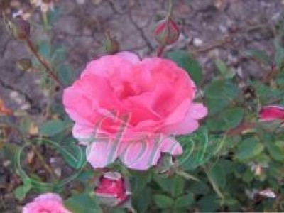   Облагородена бордюрна роза Флоров: Каталожен номер 40