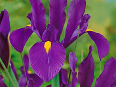   Ирис hollandica purple sensation