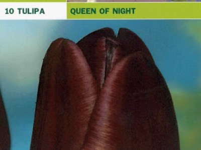   Лалета Queen of night (пакет - 10 луковици)