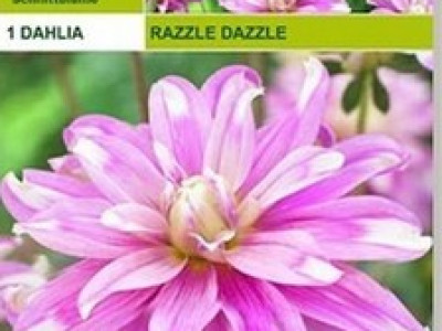   далия Razzle Dazzle