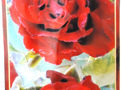   Храстовидна роза 045 (без бодли)