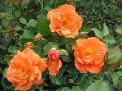   Облагородена катереща роза Флоров: Каталожен номер 22