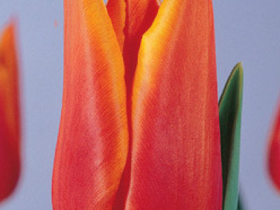   лале Lilyflowering Synaeda Orange