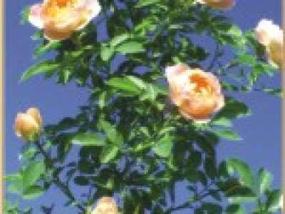   Увивна роза 057
