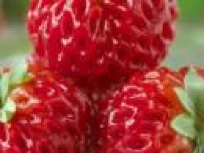   ягоди Framberry 