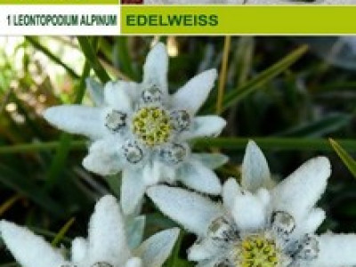  Еделвайс (Leontopodium alpinum)