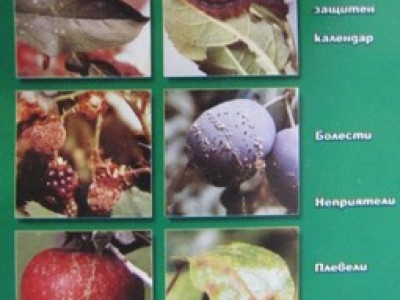   Календар за защита на овощните