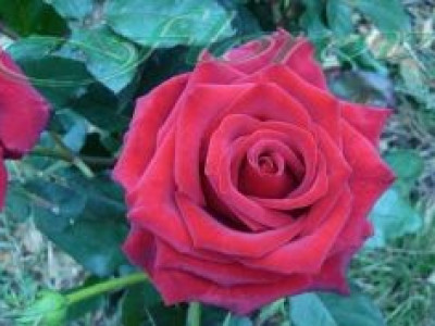   Облагородена храстовидна роза Флоров: Каталожен номер 07