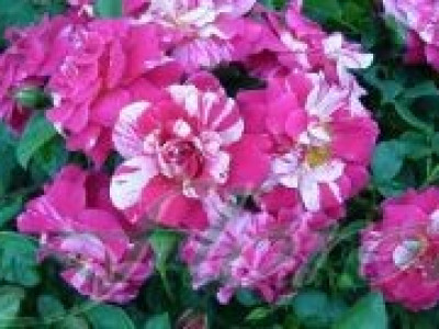   Облагородена бордюрна роза Флоров: Каталожен номер 34