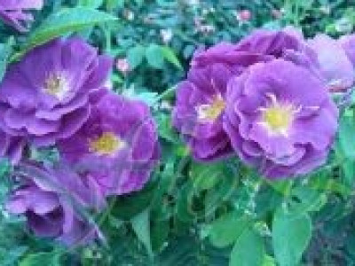   Облагородена храстовидна роза Флоров: Каталожен номер 20