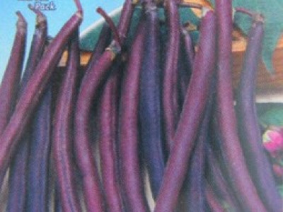   фасул Пурпурна шушулка - нисък