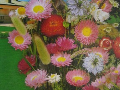   Цветен микс за сухи цветя