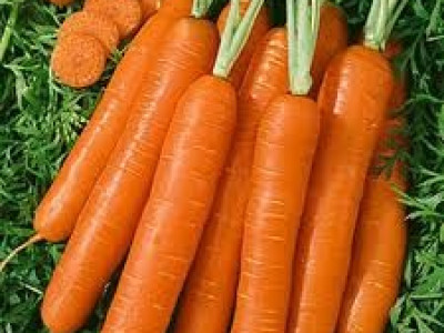   моркови Корал F1