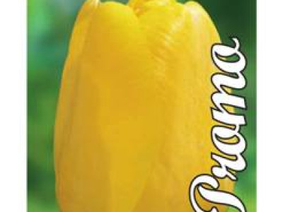   Лале Darwin Hybrid-Yellow