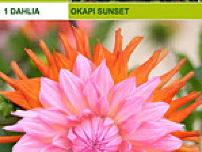   далия Okapi's Sunset