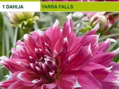   далия Yarra Falls