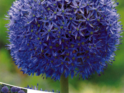   Декоративен лук (Allium Christophii) Globemaster