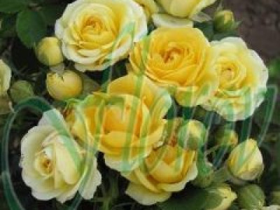   Облагородена бордюрна роза Флоров: Каталожен номер 42