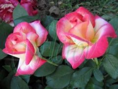   Облагородена храстовидна роза Флоров: Каталожен номер 04