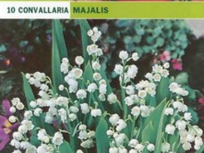  Момина сълза (Convallaria majalis) 10бр.