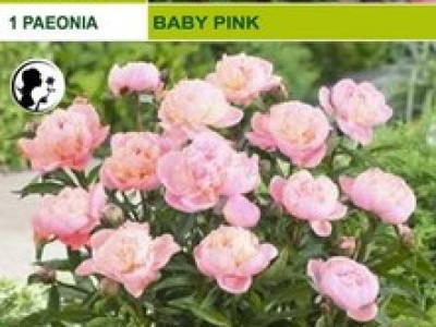   Божур Baby Pink (40 см)
