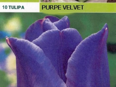   Лалета Purple Velvet (пакет - 10 луковици)