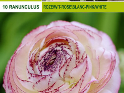   Ранункулус розово-бял
