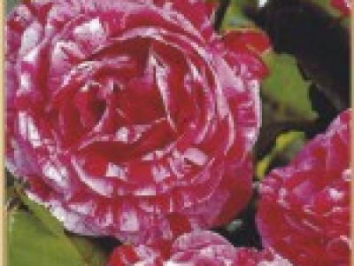   Храстовидна роза 020