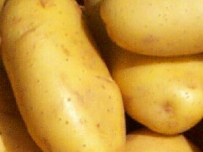   семе картофи Спунта (5кг)