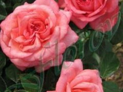   Облагородена катереща роза Флоров: Каталожен номер 29