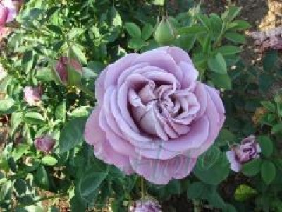   Облагородена храстовидна роза Флоров: Каталожен номер 47