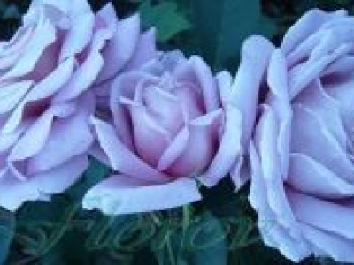   Облагородена храстовидна роза Флоров: Каталожен номер 15