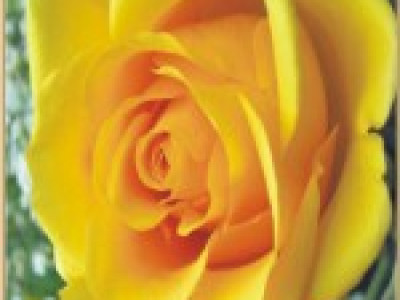   Храстовидна роза 004