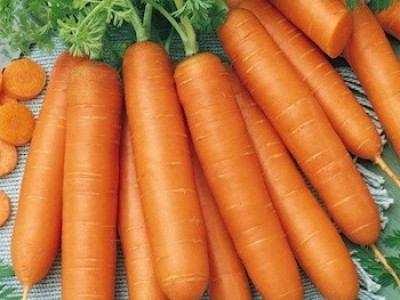  моркови Карболи F1