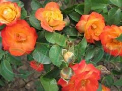   Облагородена катереща роза Флоров: Каталожен номер 28