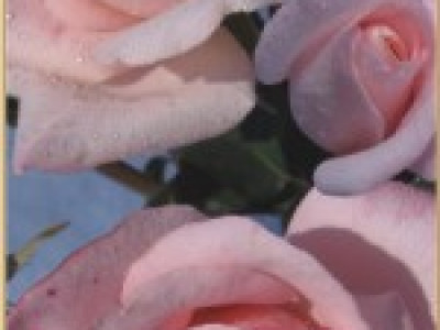   Храстовидна роза 016