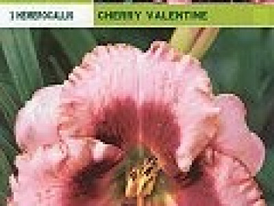   хeмерокалис Cherry Valentine (пакет)