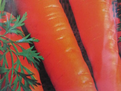   моркови Берликум