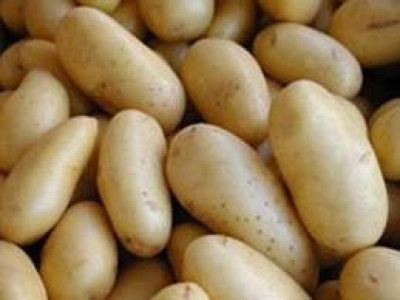   семе картофи Симега (5кг)