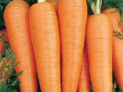   моркови St. Valery`SG