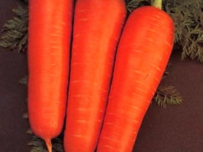   моркови Курода 