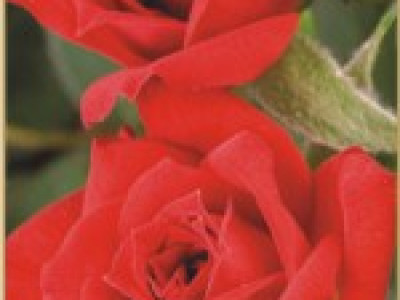   Храстовидна роза 002
