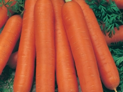   моркови Нантски`SG