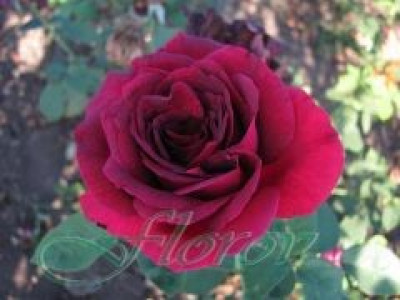   Облагородена храстовидна роза Флоров: Каталожен номер 46