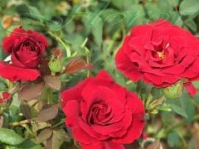   Облагородена катереща роза Флоров: Каталожен номер 25