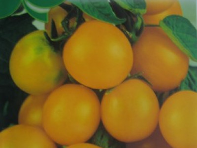   домати Жълто чери