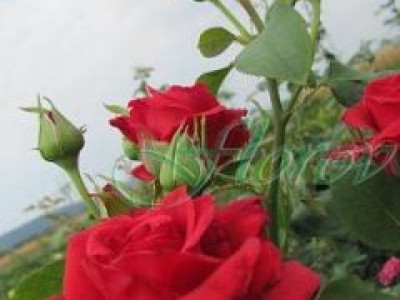   Облагородена катереща роза Флоров: Каталожен номер 23