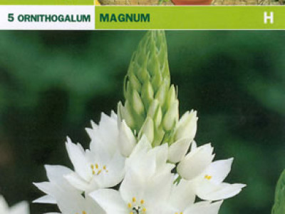   Декоративен лук (Allium Christophii) Ornithogalum Magnum