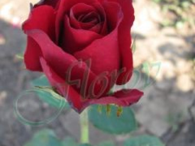   Облагородена храстовидна роза Флоров: Каталожен номер 11