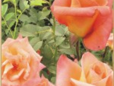   Храстовидна роза 012